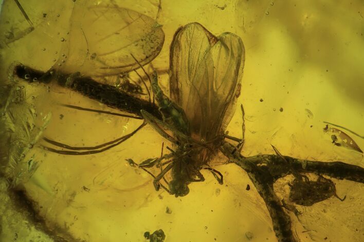 Fossil Fly (Diptera) on Twig in Baltic Amber #90878